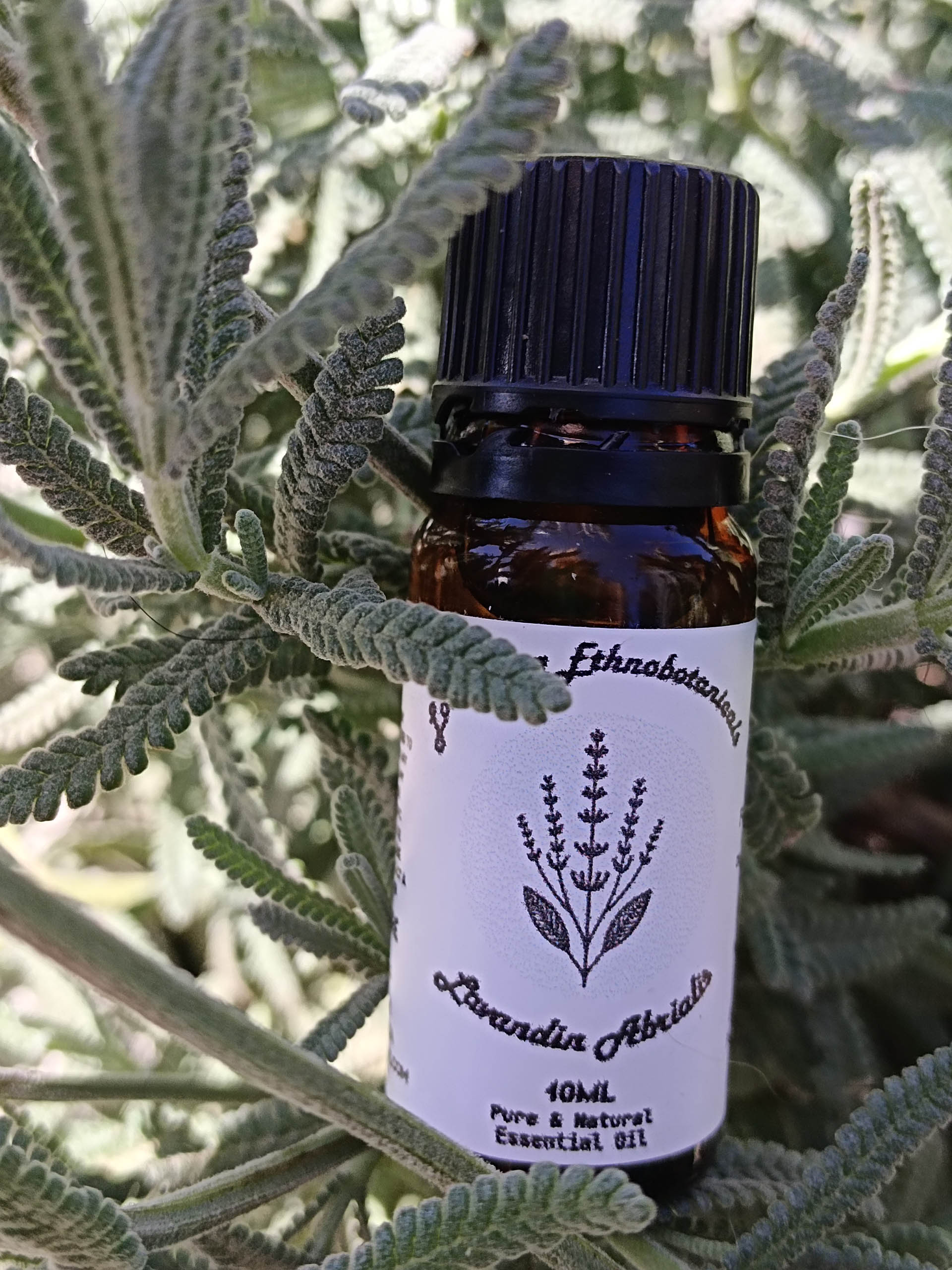 Lavandin Abrialis Essential Oil – 10ml