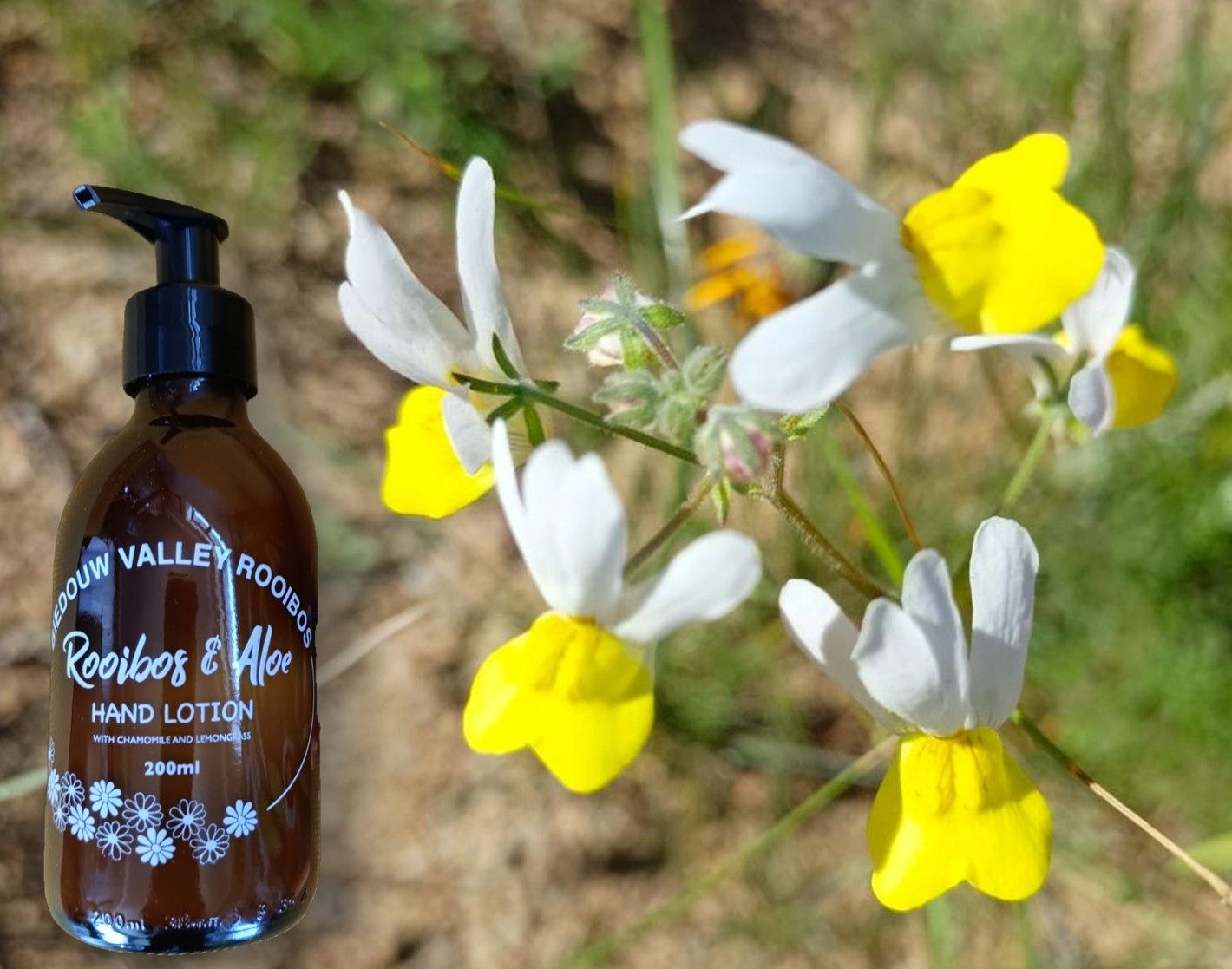 Rooibos & Aloe Hand Lotion – 250ml - Image 3