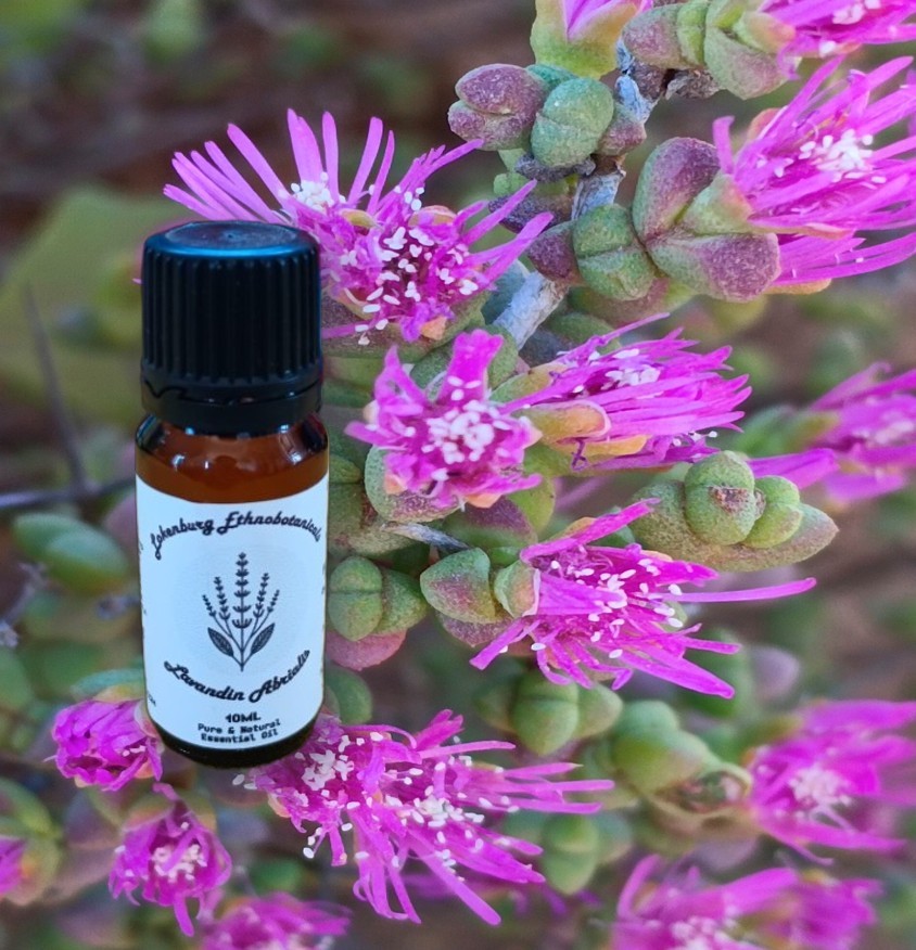 Lavandin Abrialis Essential Oil – 10ml - Image 3